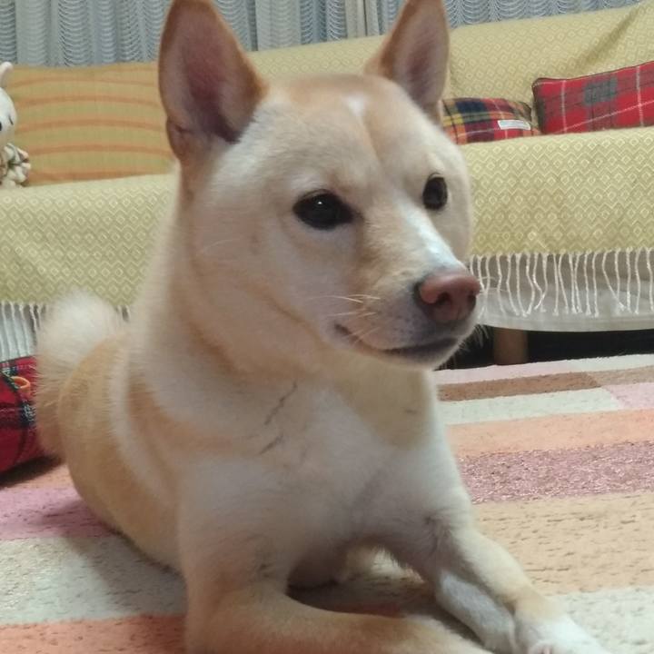 6a7168c6 0023 4c28 9d96 78ff94c53b1a 1542094875064