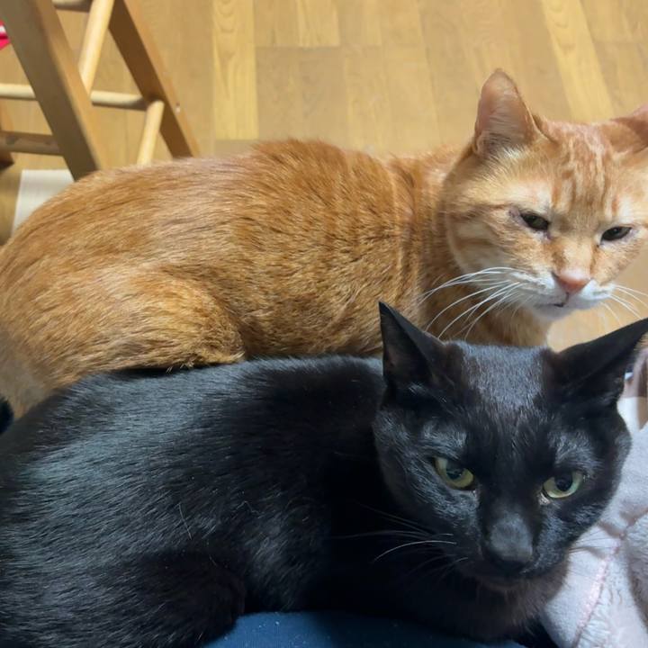 6a73e4fd 93fb 46e2 99f6 8a60ad2f0428 1743252203743