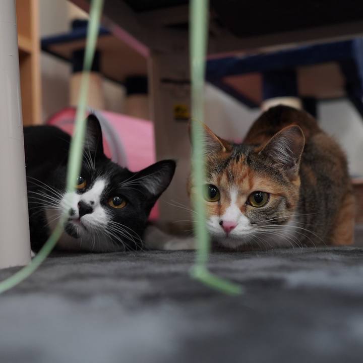 6a740c8d a85f 4c12 949b 7d2d2778704a 1583552785044