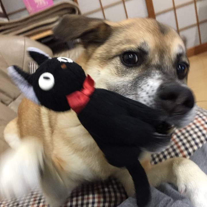 6a756641 8d51 4d8a bfaf d79e6d8dd056 1515241900970