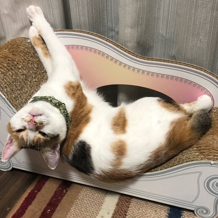 6a79dbfd fcfc 4d3d 848f a167e527463b 1598534004038