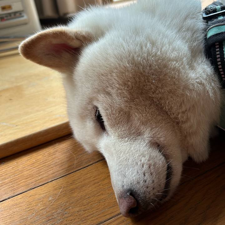 6a7ac930 fe0d 4000 a0f9 c8e7de466beb 1744796158490