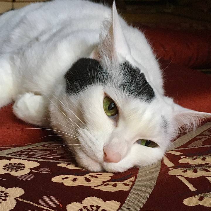 6a7c7fd9 a125 495d 8f43 707b3abaedc8 1591256247539