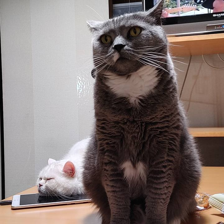 6a808ff0 ce5f 4166 886b e242e6d1f567 1679320339690