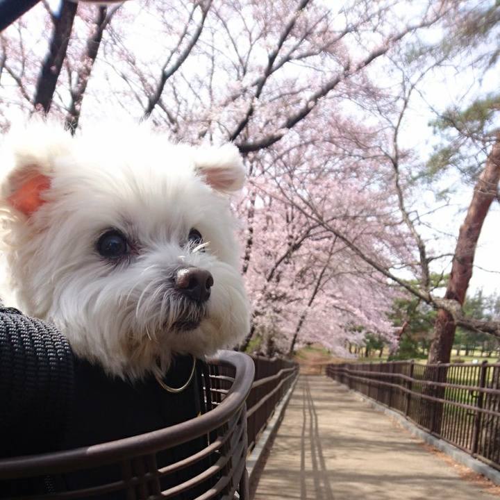 6a81e4ed c67c 4b3e bac9 42b9917efc86 1522124372087