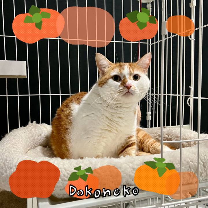 6a823cff b363 4479 a4ed b15654e8bafa 1761620881491