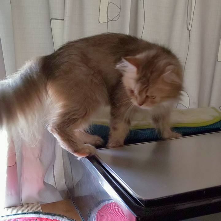 6a829c69 3ca3 4ac0 8996 94578336ca12 1626398664961