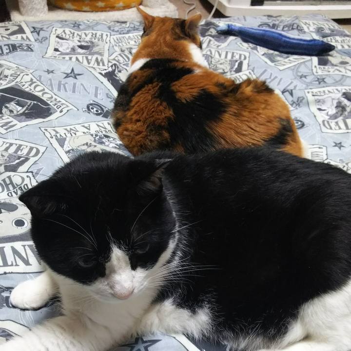 6a853b48 632c 4788 8c94 2f6a121c099d 1528374554297