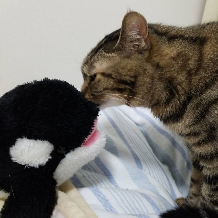 6a85587e 66b5 47dd a724 5518b5d89f89 1560807057869