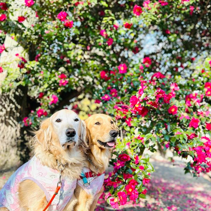 6a856cbb c754 4c2a 8a0a da4cbb93fc1c 1768100147212