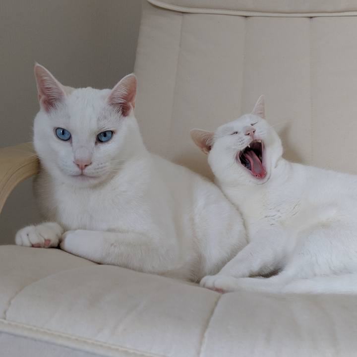 6a88e154 2847 4f4e 9496 2be8f4b43626 1557076691268