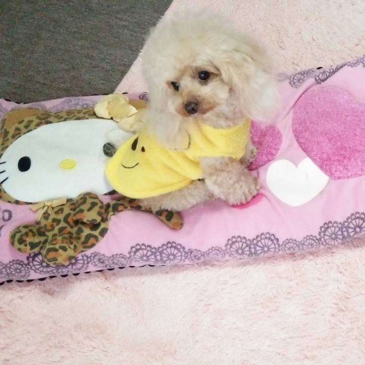 6a895f3e 2b19 40cc 9a49 c8ebeb740e58 1544270015770