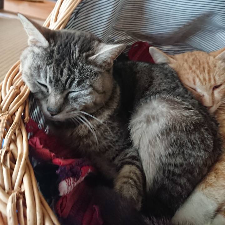 6a8caca9 4b76 4dad bd53 8b01a2e9c3be 1558248281259