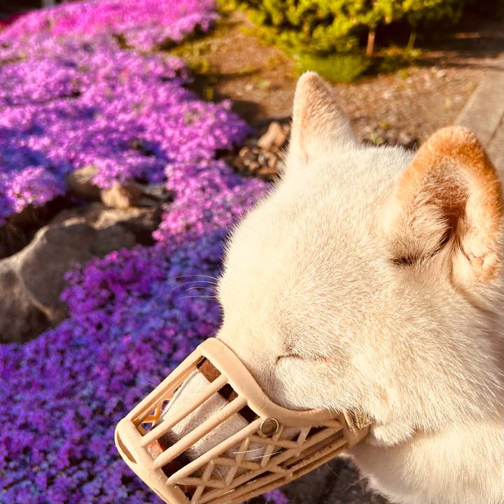 6a8cbce1 1ec3 4def 85f8 d1938b951498 1685049553889