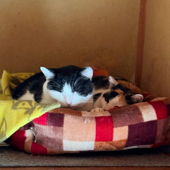 6a8cf643 a959 4183 aa46 3ae182ecf5da 1738287562418