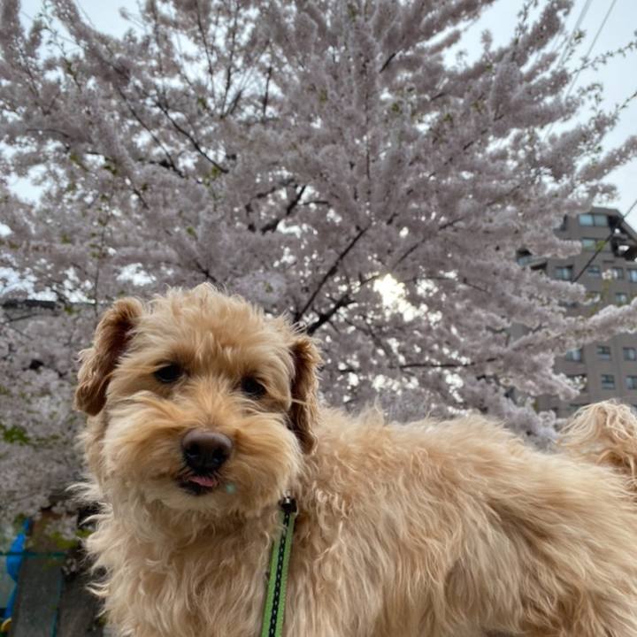 6a91f693 8746 433d 9053 caf36ab96c2b 1620166336755