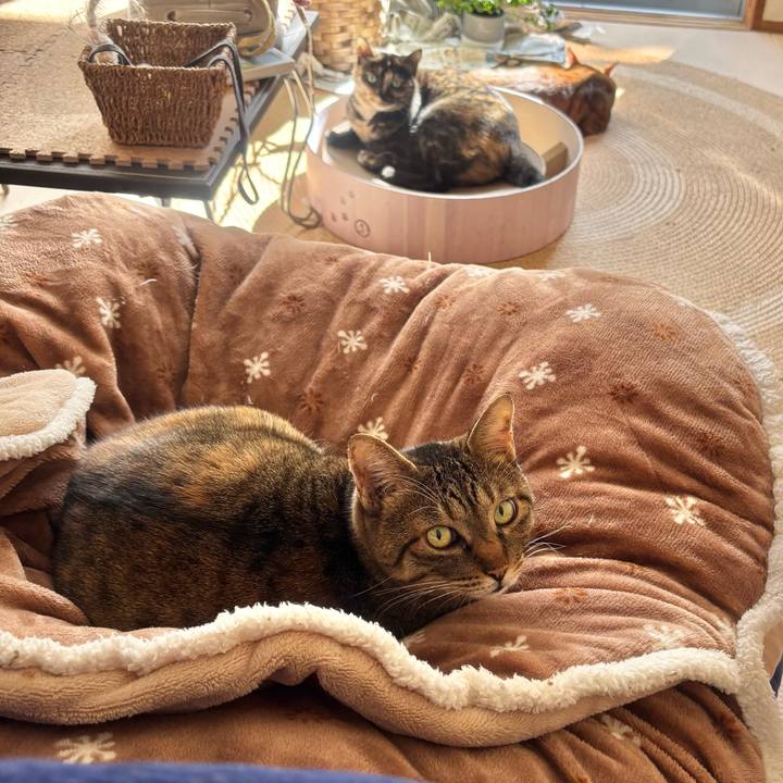 6a93d9a6 fbcf 40c6 9428 8d29ec98ad1c 1761979561215