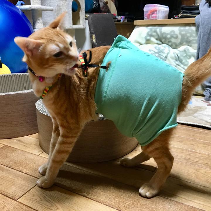 6a96755f cc79 483e b3f2 5770862396fc 1521470061441