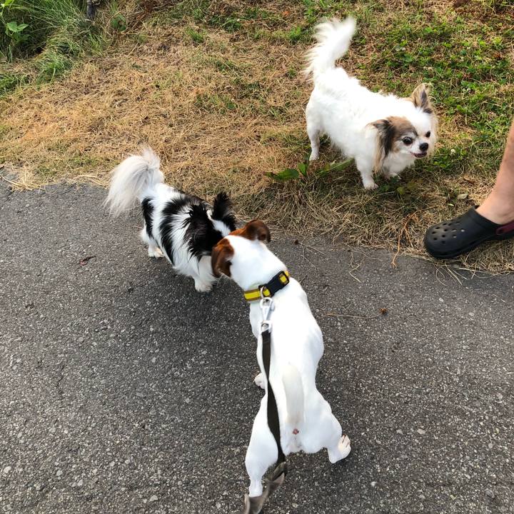 6a96d4cc 9928 4780 8457 4db52aea5233 1532173424923