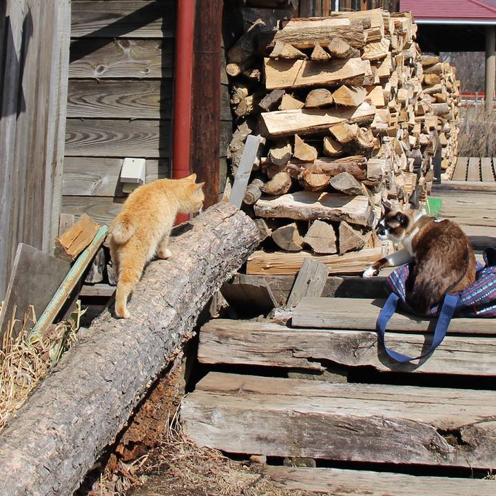 6a96f156 c53d 4271 b19d 5d73353ffa81 1589419029033