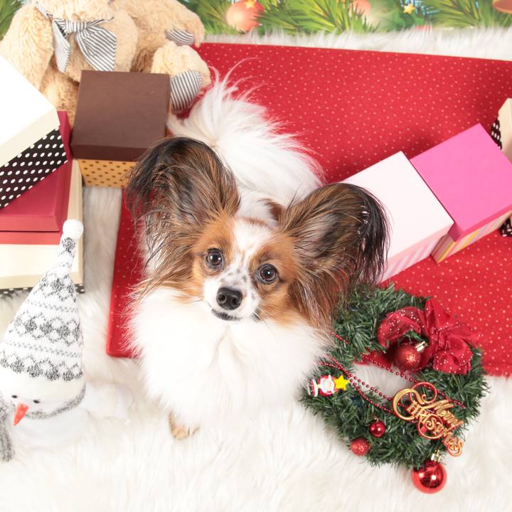 6a9727b0 2b1b 4731 b355 543502f1fe9a 1512388412867