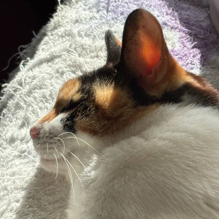 6a986b5d 2336 4f71 9a27 f3d134f689bc 1766364343446