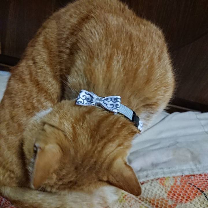 6a99dc18 a1b4 42e4 91ae 8909e6bf5532 1586948514990