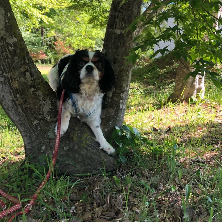 6a9d67ab 8d18 4052 bdd1 14fa27ec513c 1527321248828