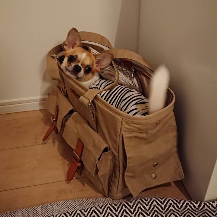 6a9e3a7c 3e41 4fcd a22a e3488b1775dc 1547018025313