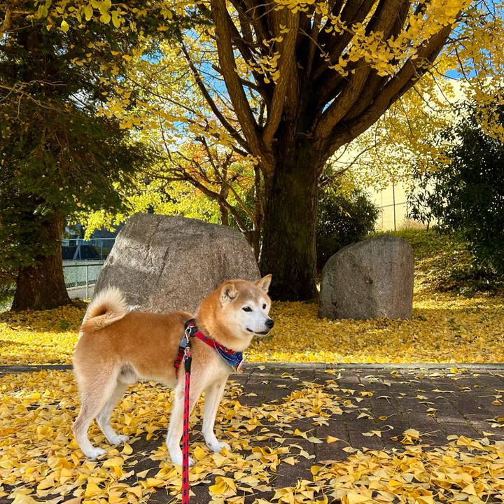 6aa00291 4a9f 4e5f bff3 88b62b6cb32e 1732015947718