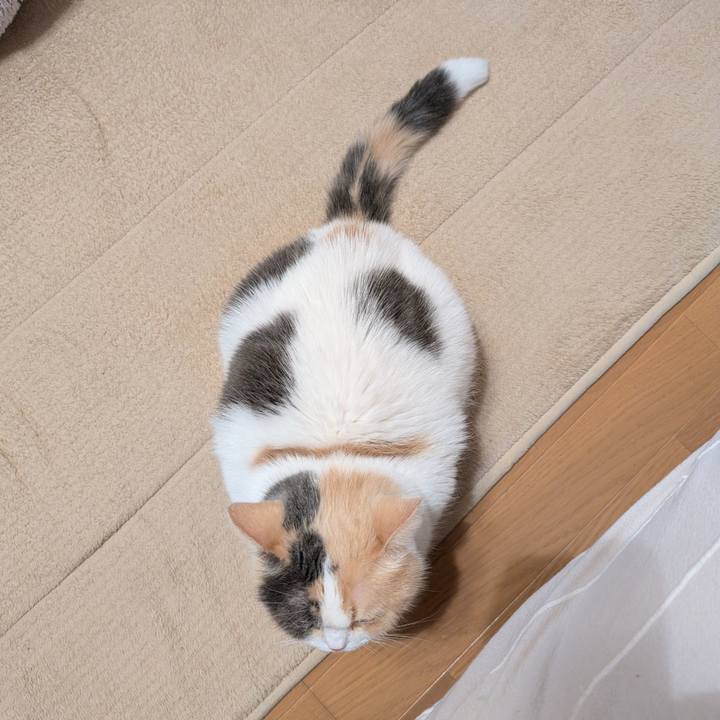 6aa10f72 a61e 44fd 87c7 77dd99a95283 1767917737363