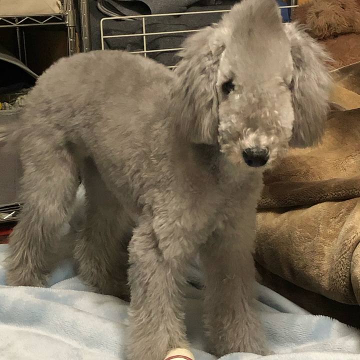 6aa316dc 12e0 486a 85b7 673f8ff25ce2 1576405885059