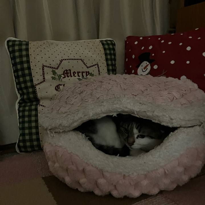 6aa3202e 5d5a 4b70 8e80 88f31f42cf26 1766608275478