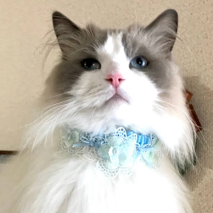 6aa38988 28fc 4d6f 9e0e 91b451acc4c1 1597130939242