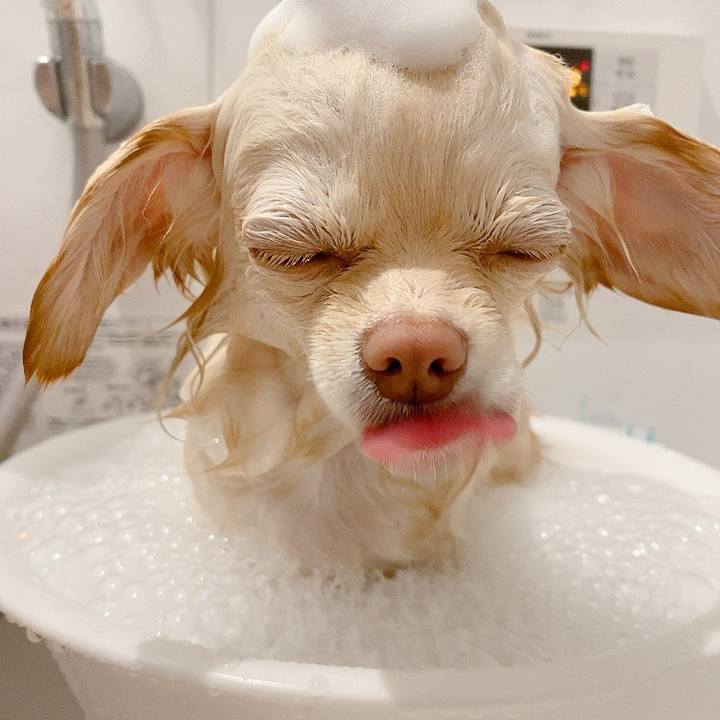 6aa61004 fc3e 4f52 9988 8720b9384597 1616211459666