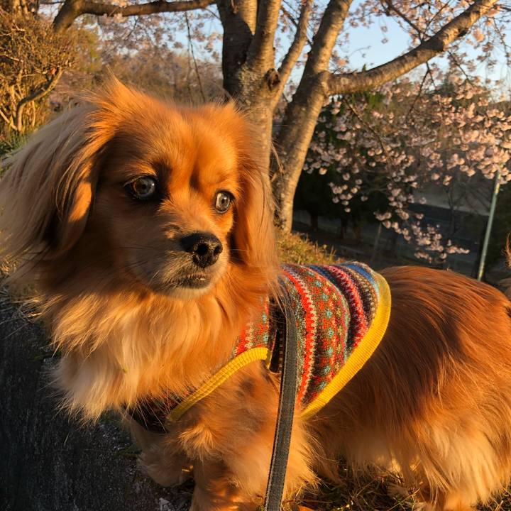 6aa8e784 4efb 412c ba83 fbf9bd2a67dd 1554240972299