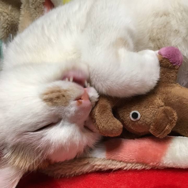 6aad12bb 0945 48fd 86f6 345225b7b7bb 1517666162693