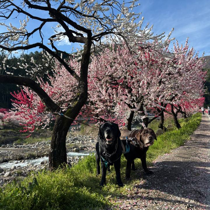 6aad6bf2 9d5a 4aa6 ba94 33cd557e518a 1776945129331