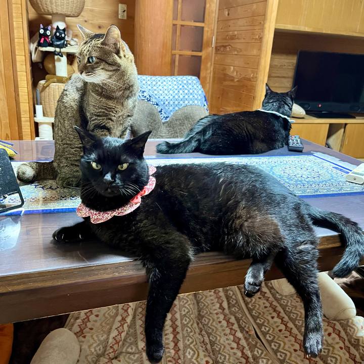 6ab13490 e1b7 4690 b511 e52c95a1132b 1723035481204