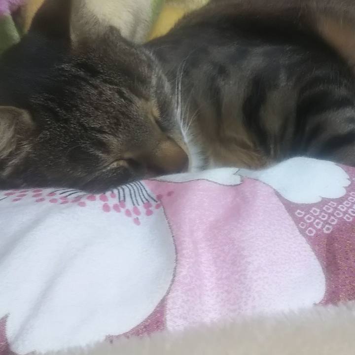 6ab387b1 5cfa 44ae ab3c ae92fcffaad7 1617625597476