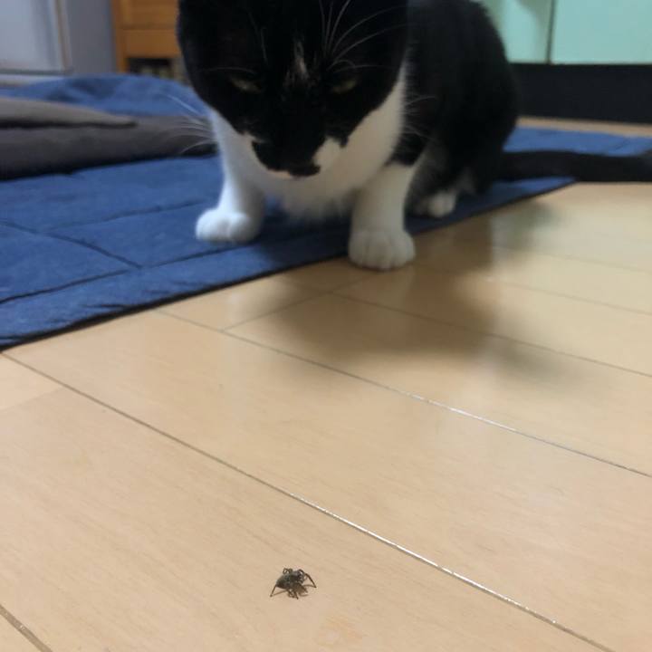 6ab7b4f0 b3aa 4b5d b78c 16cab65cc815 1559305510208