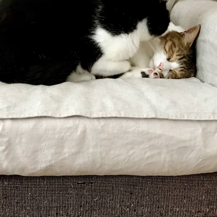 6ab9f082 781a 424a 9e91 bbbe4d77fa89 1528954553230