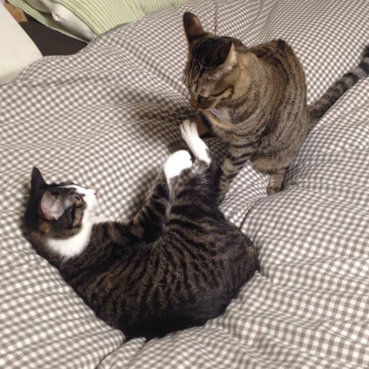 6abbbe96 6809 4404 9dcf a8343c4d3bc2 1512716215551