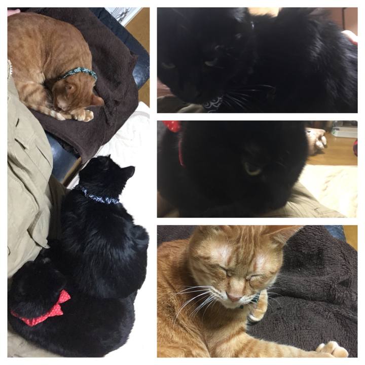 6ac0e131 4a53 4a04 8a86 e962ed842bf7 1546947890070