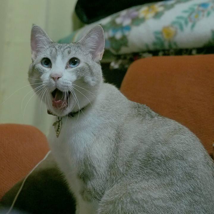 6ac3c4bd 4775 4285 89c7 9ccebac1dc5f 1529583447903