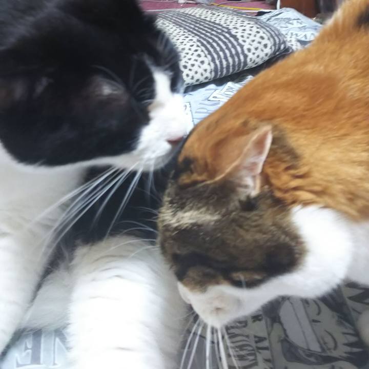 6ac7d352 4e3c 4336 a197 f577fb714967 1565646531590