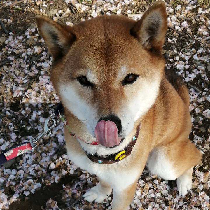 6ac848c2 5d08 446f a0dd e10a52838ff1 1585839915601