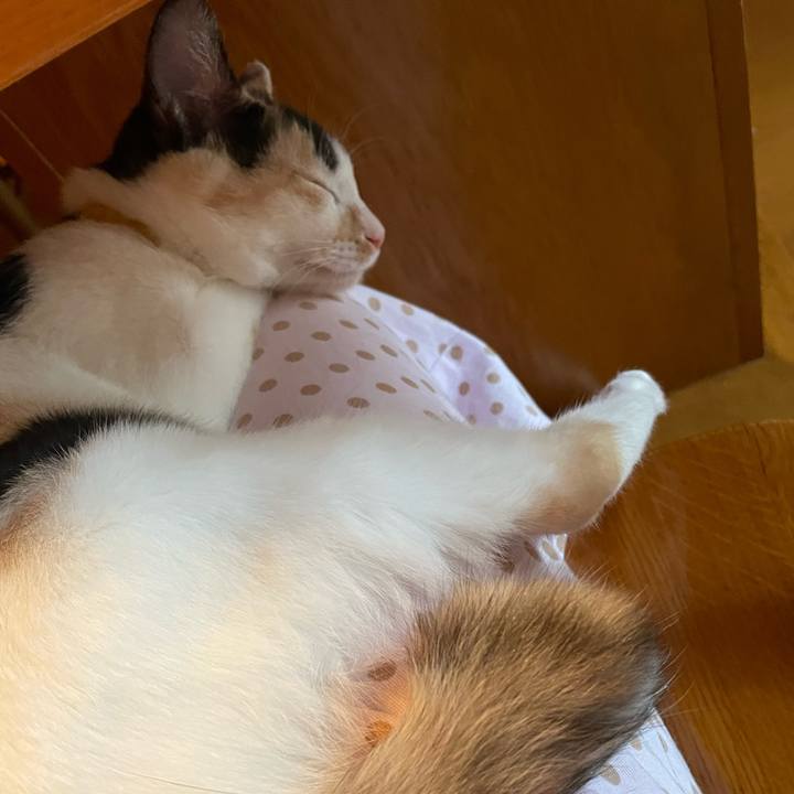 6ace3657 0c4a 4357 9b9a 4d257273f24d 1665109556651