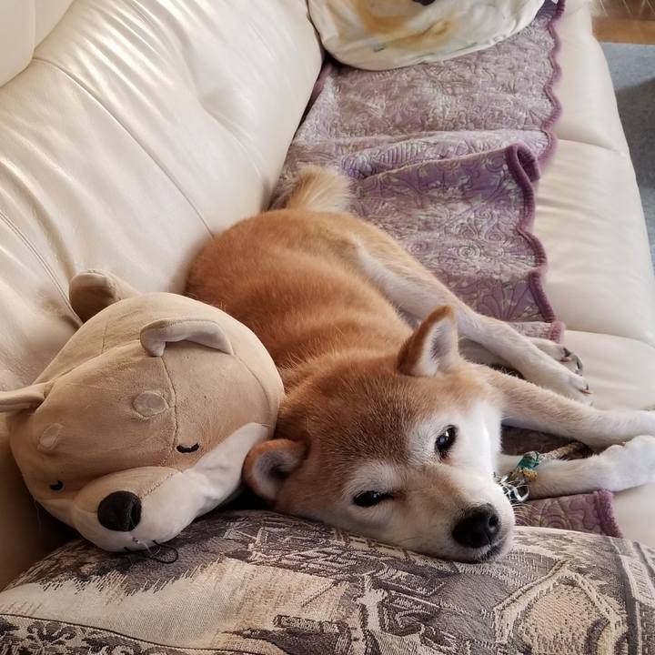 6acf90b7 f19d 4a80 8815 453e1ce51f87 1597016639005