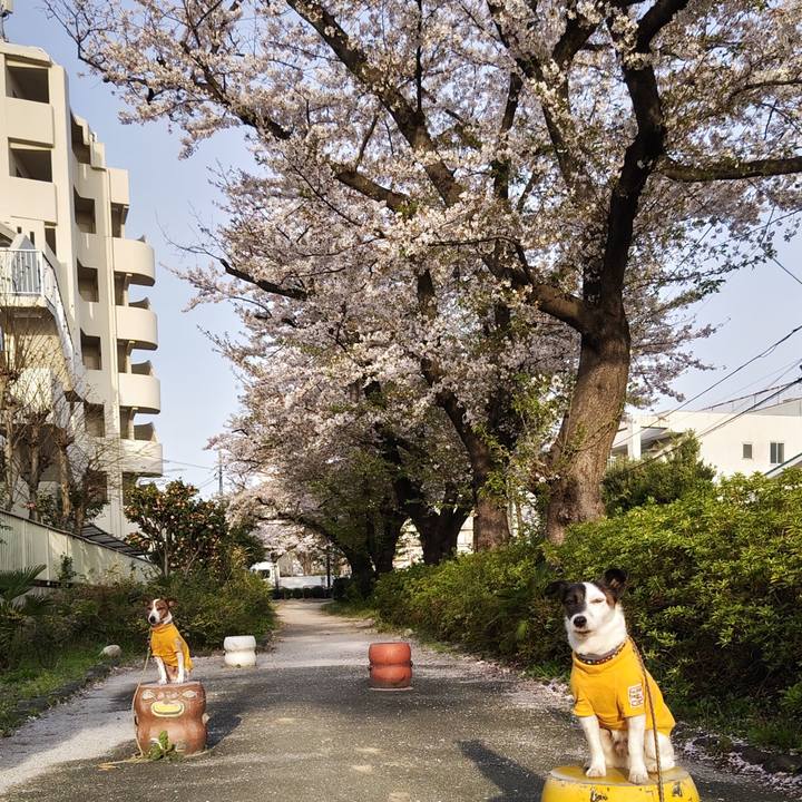 6ad0b905 4ced 44ef 92b6 ef6c88d7759b 1744061620106